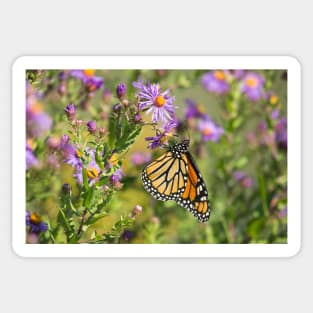 Papillon Monarque Sticker